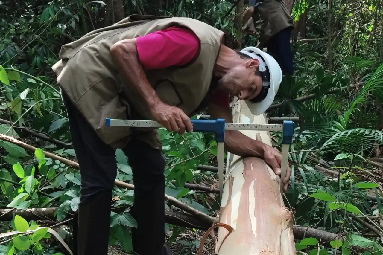 DendroTech - Engenharia e Projetos Florestais - Slide 4 DendroTech - Engenharia e Projetos Florestais - Slide 4