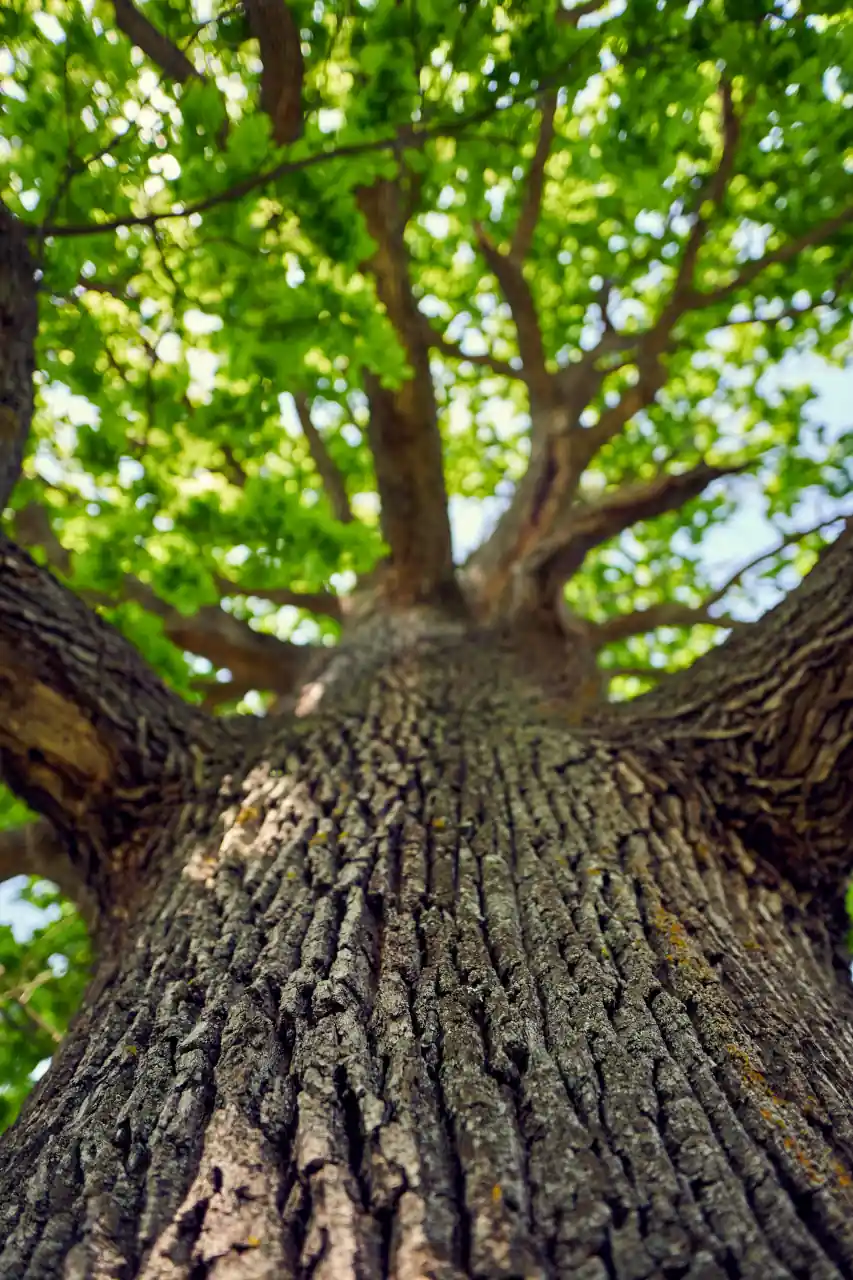 Árvore Alta - Inovações na Mensuração Hipsométrica e Volumétrica Florestal