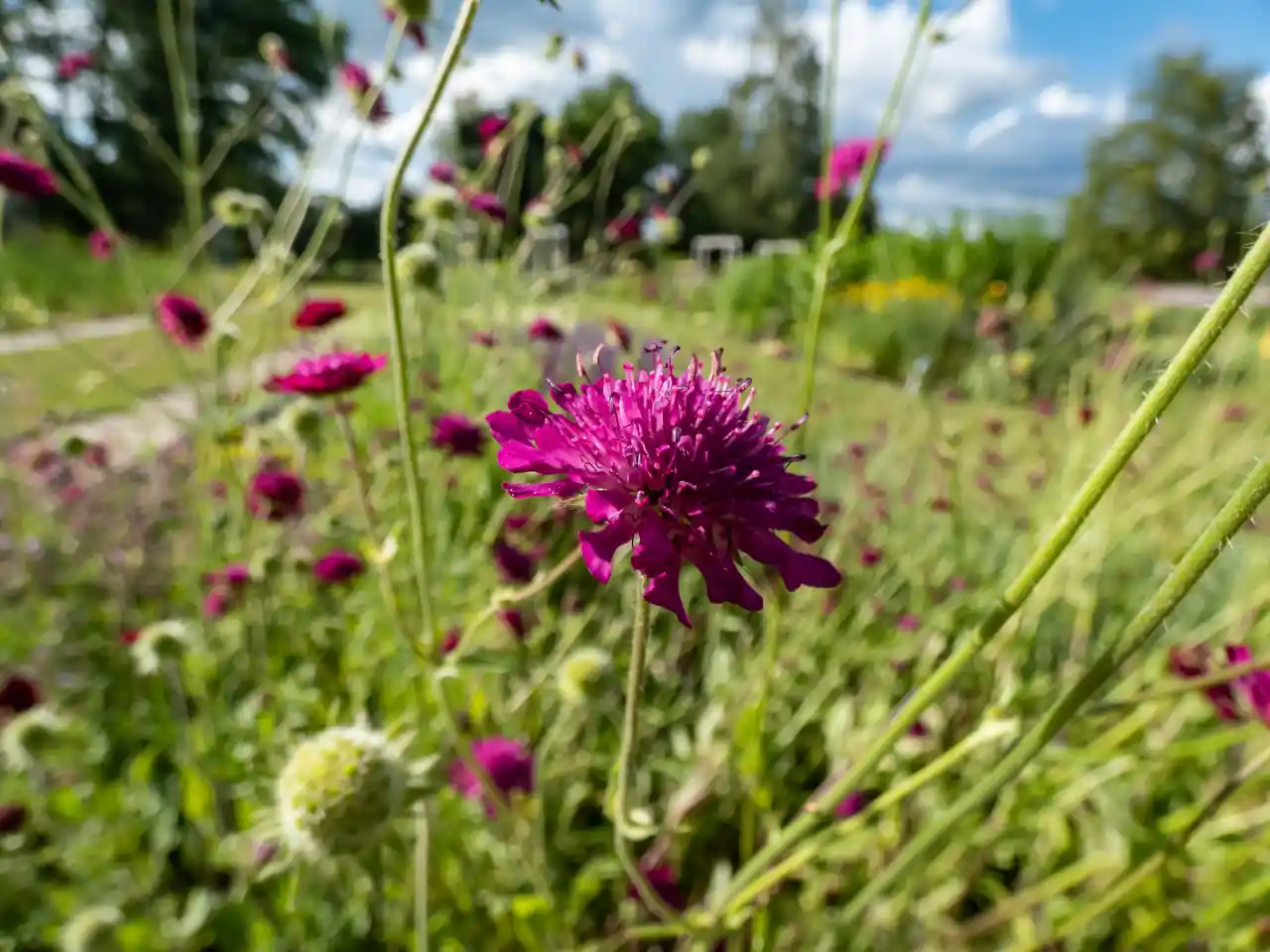 Cerrado - Estratégias Inovadoras para a Revitalização de Solos e Paisagens no Brasil