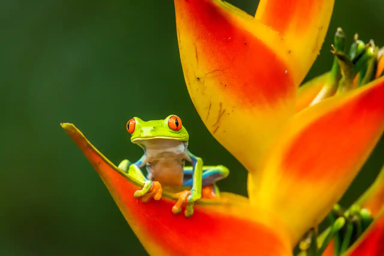 Conservação da Floresta -O Manejo Florestal Sustentável - Florestas do Futuro