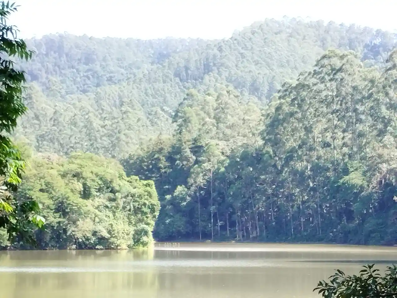 dendrotech engenharia e projetos florestais galeria (10)