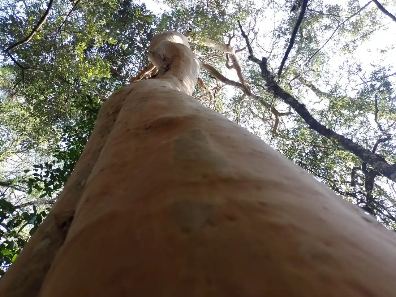 dendrotech engenharia e projetos florestais galeria (11)