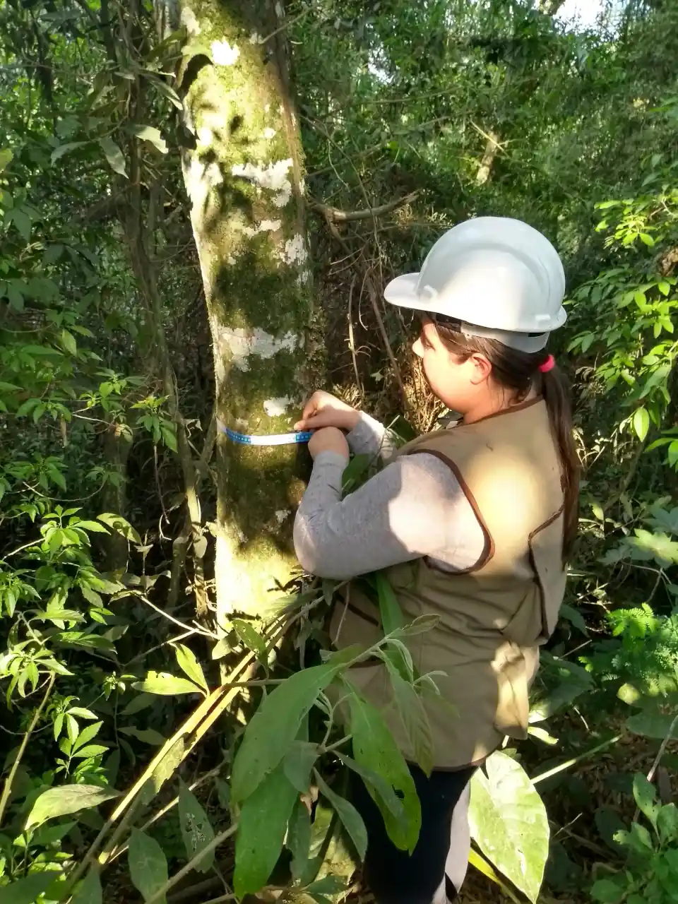 dendrotech engenharia e projetos florestais galeria (12)