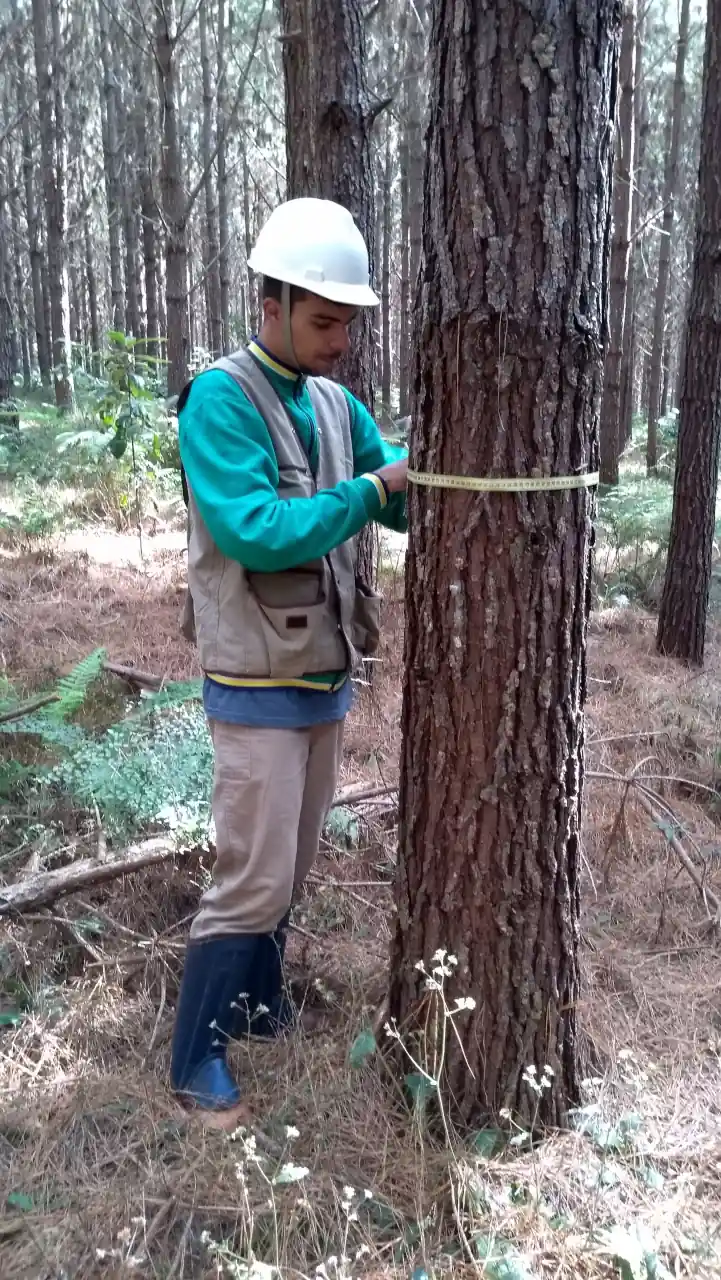 dendrotech engenharia e projetos florestais galeria (14)