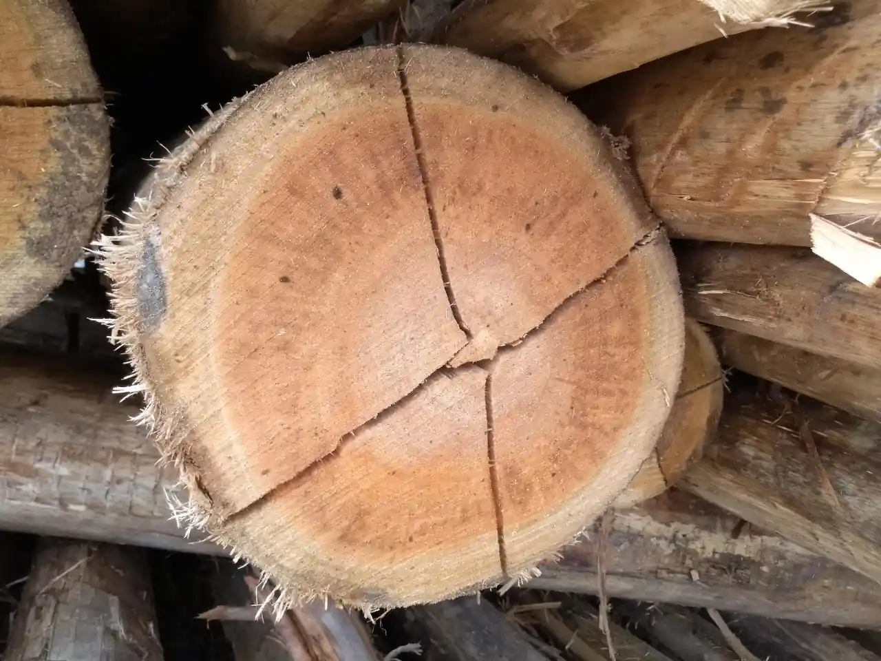 dendrotech engenharia e projetos florestais galeria (16)