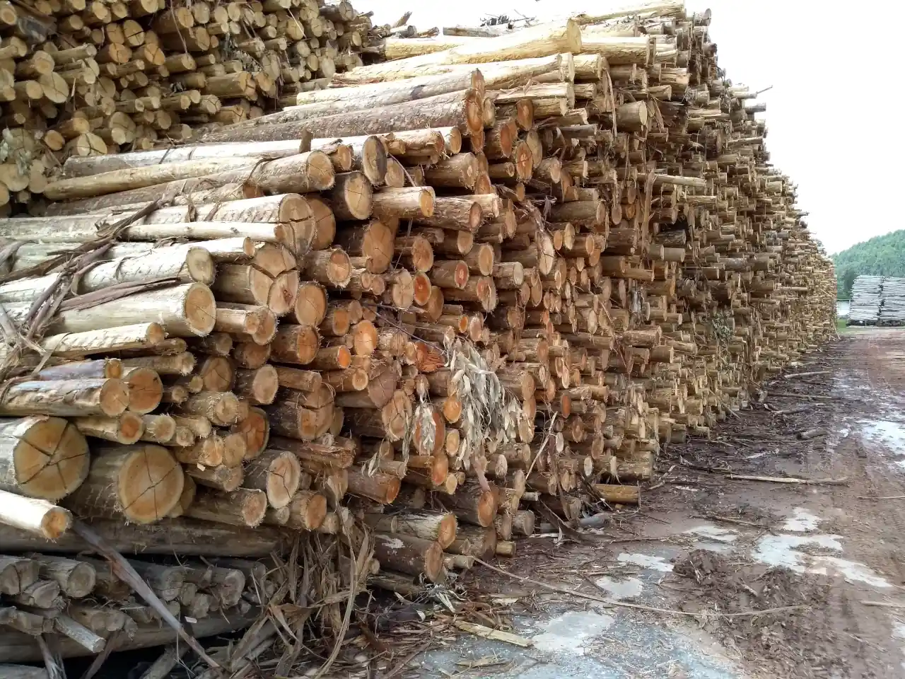 dendrotech engenharia e projetos florestais galeria (17)