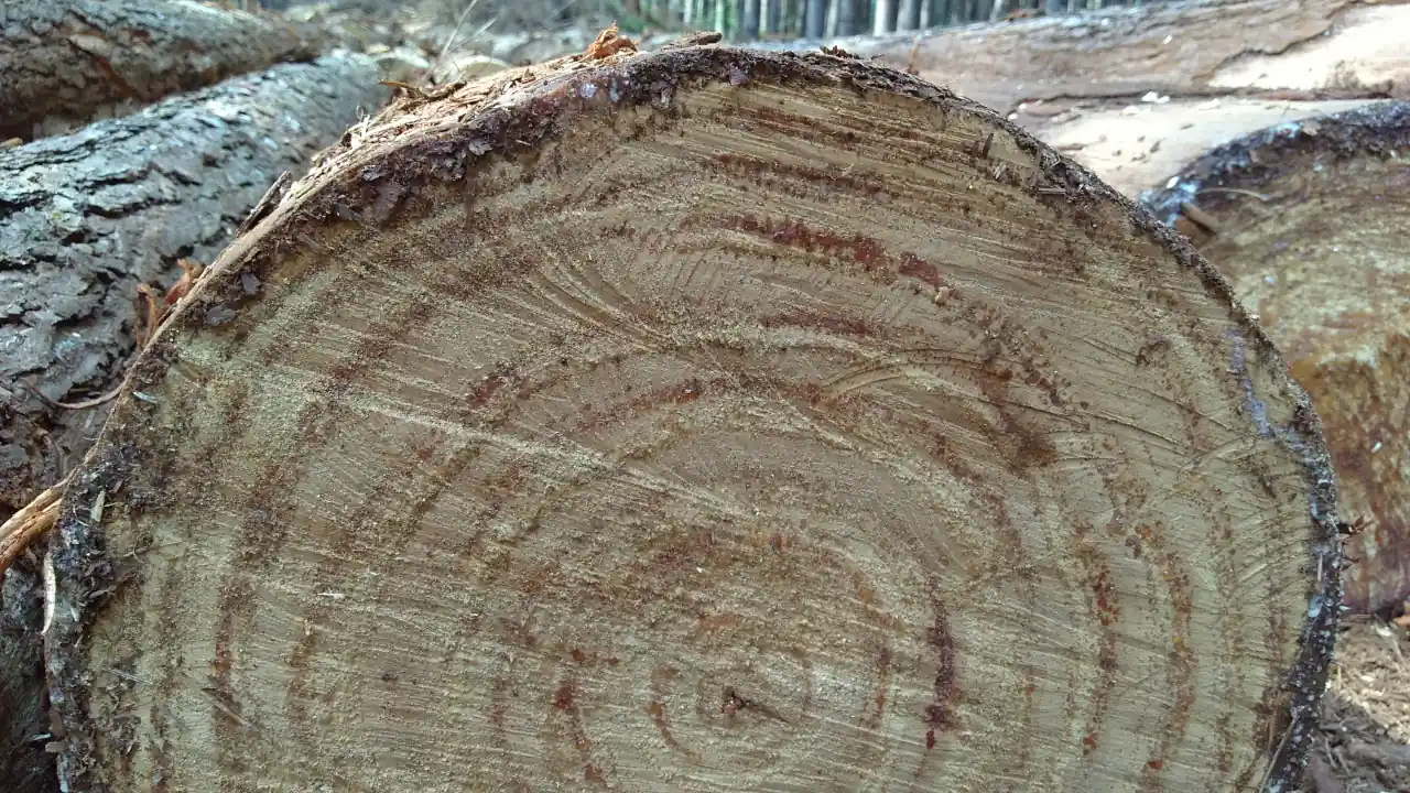 dendrotech engenharia e projetos florestais galeria (19)