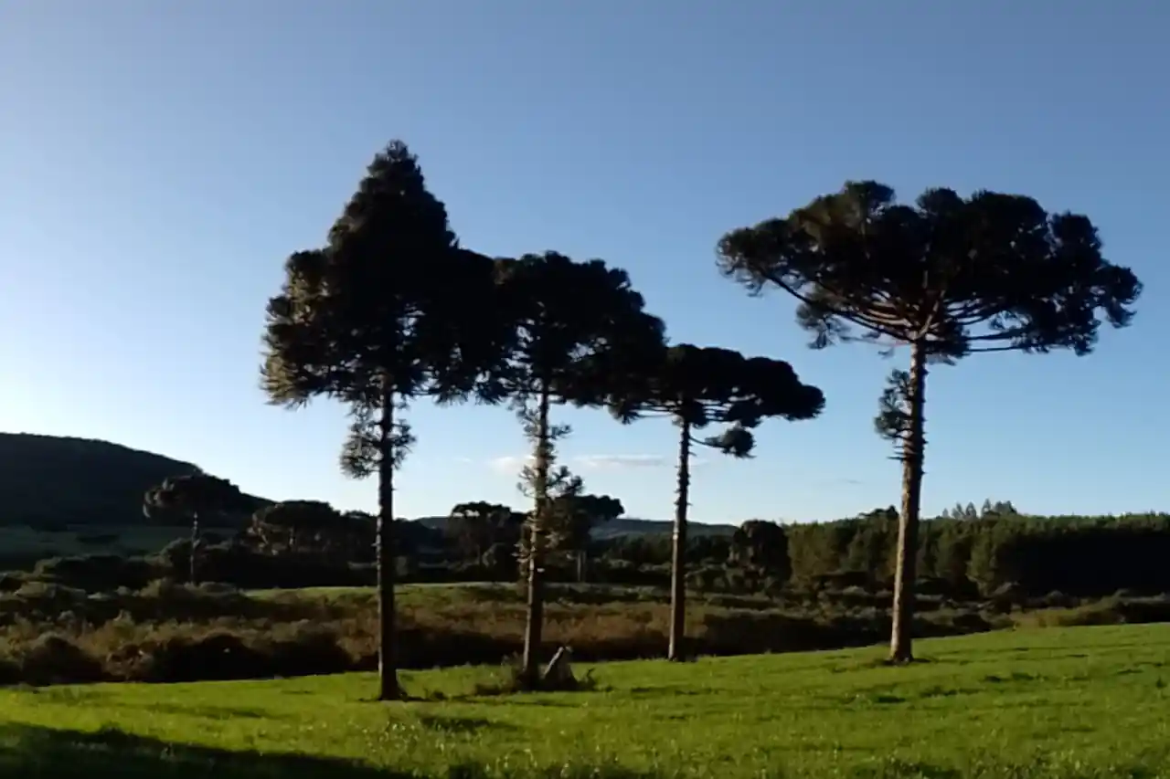 dendrotech engenharia e projetos florestais galeria (2)