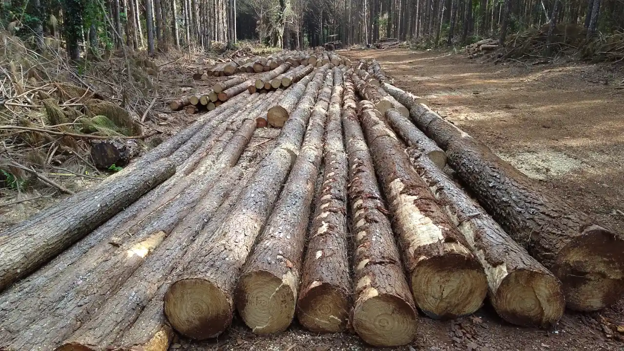 dendrotech engenharia e projetos florestais galeria (20)