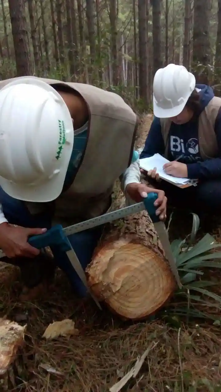 dendrotech engenharia e projetos florestais galeria (3)