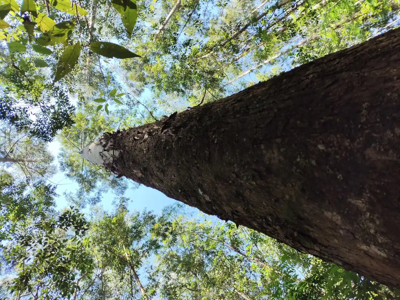 dendrotech engenharia e projetos florestais galeria (6)