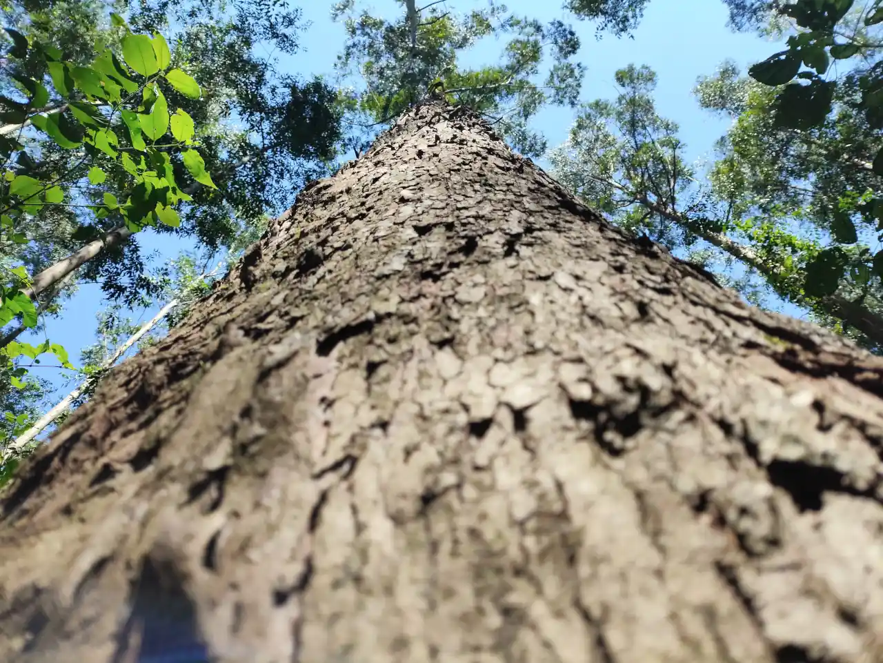 dendrotech engenharia e projetos florestais galeria (7)