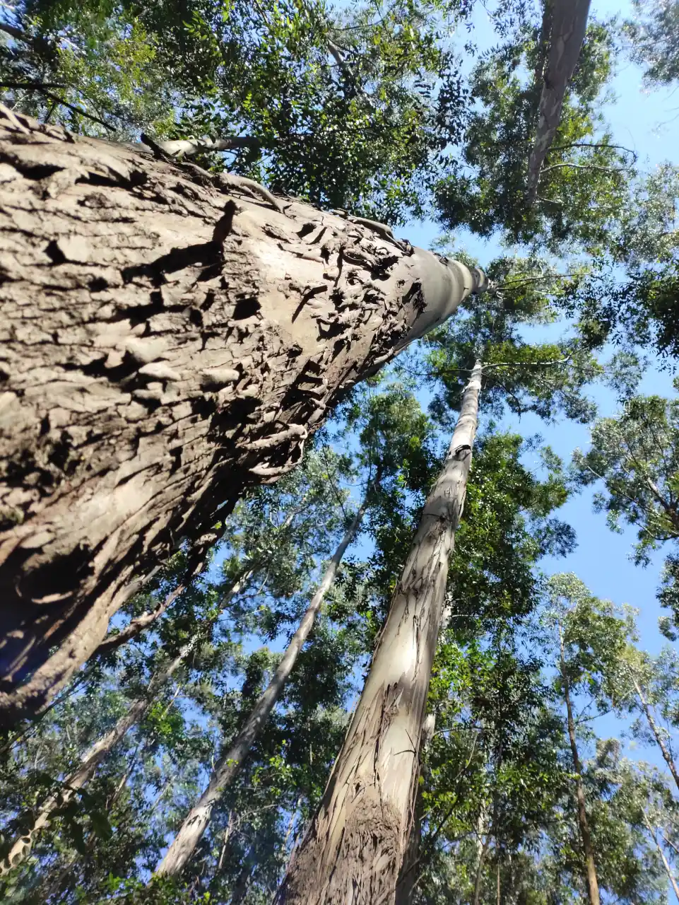 dendrotech engenharia e projetos florestais galeria (8)