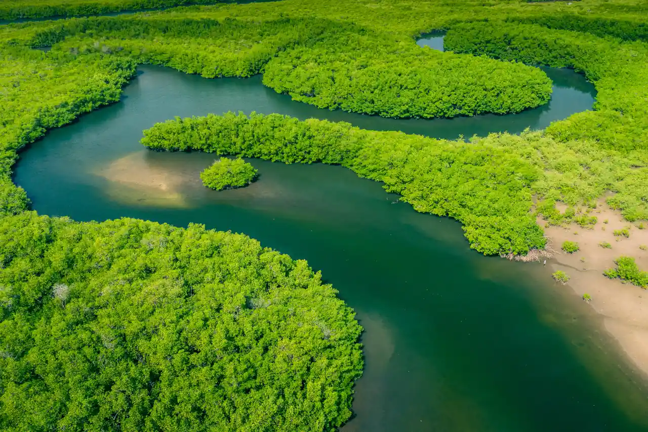 Floresta Amazônica - Estratégias Inovadoras para a Revitalização de Solos e Paisagens no Brasil