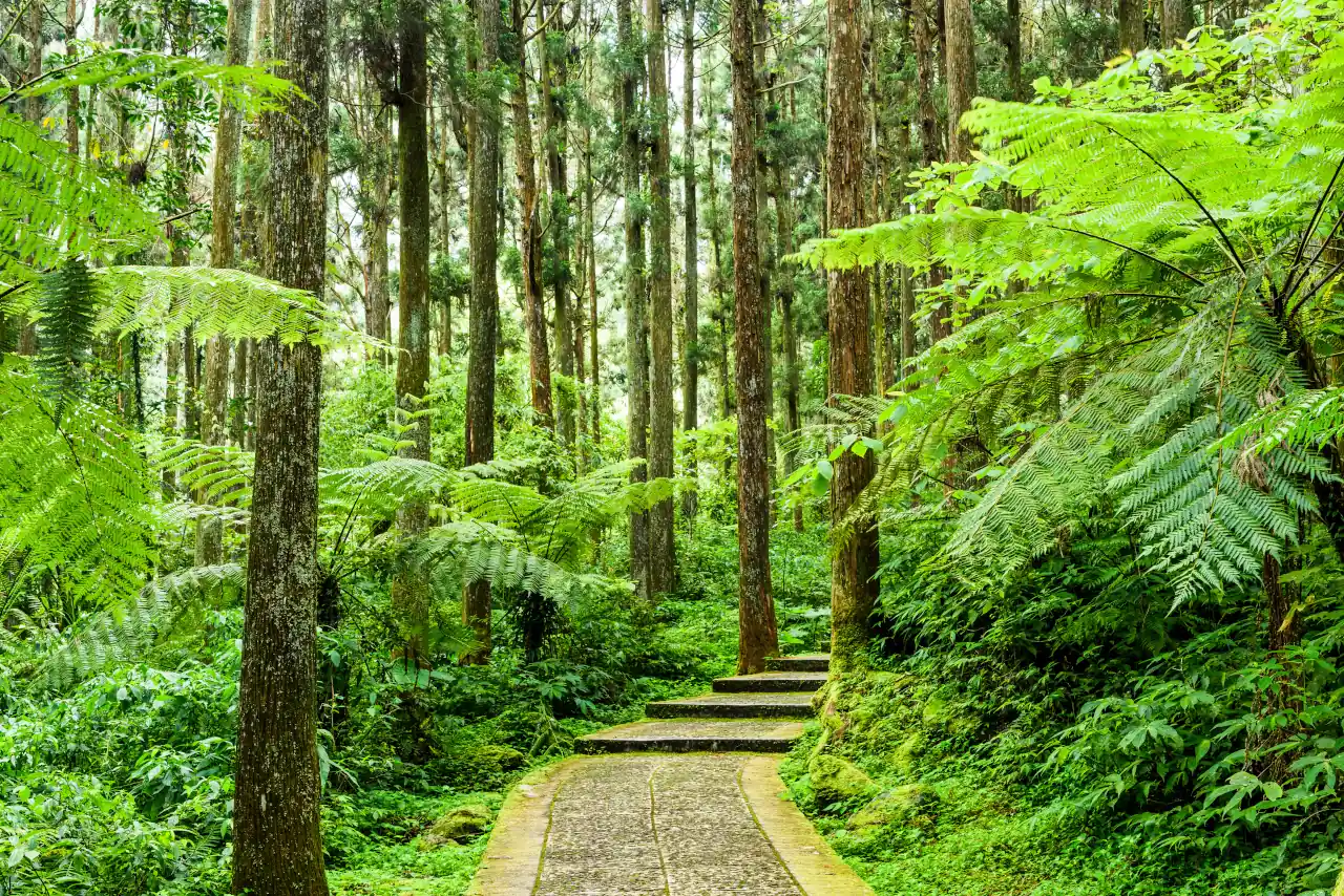 Floresta Organizada - Inovações na Mensuração Hipsométrica e Volumétrica Florestal