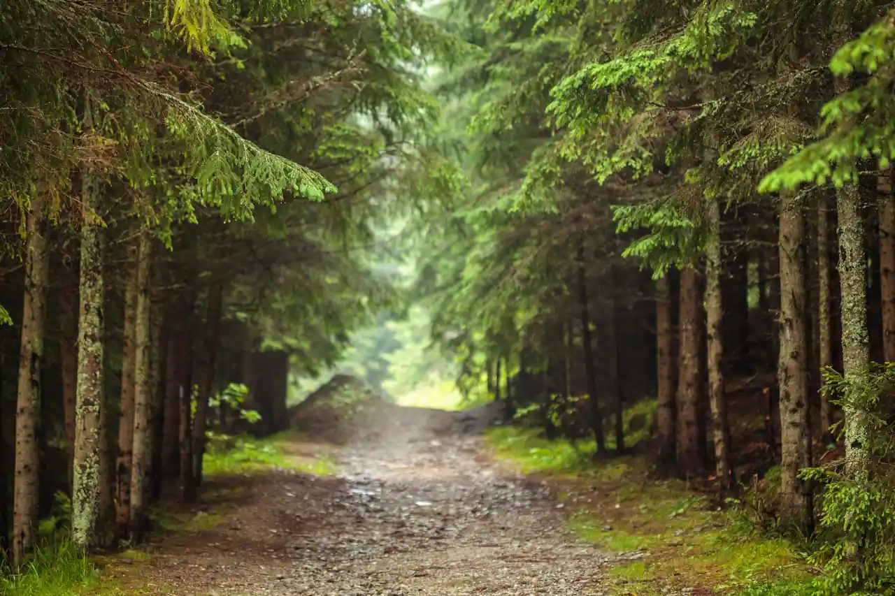 Floresta Sustentável - O Manejo Florestal Sustentável - Florestas do Futuro